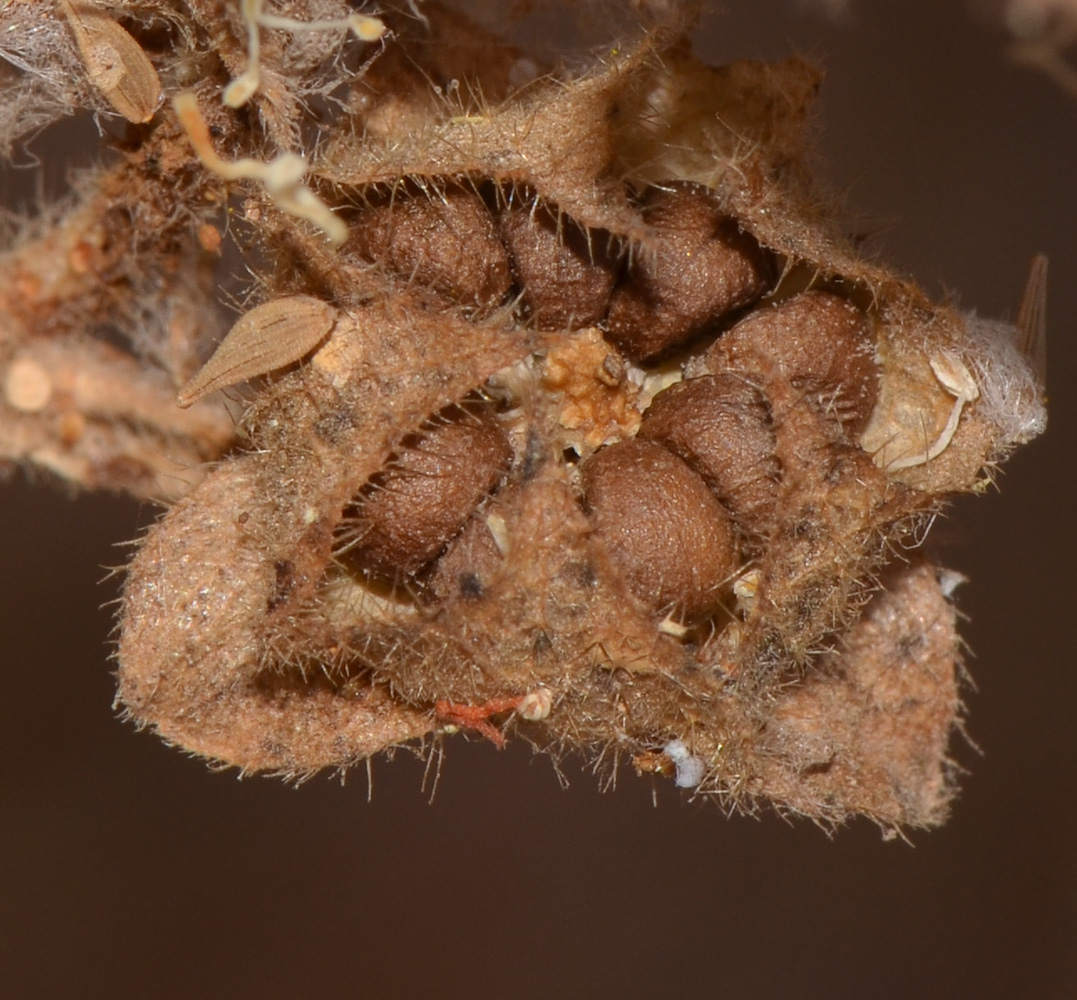 Image of Malva multiflora specimen.