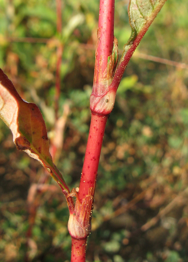 Изображение особи Persicaria &times; lenticularis.