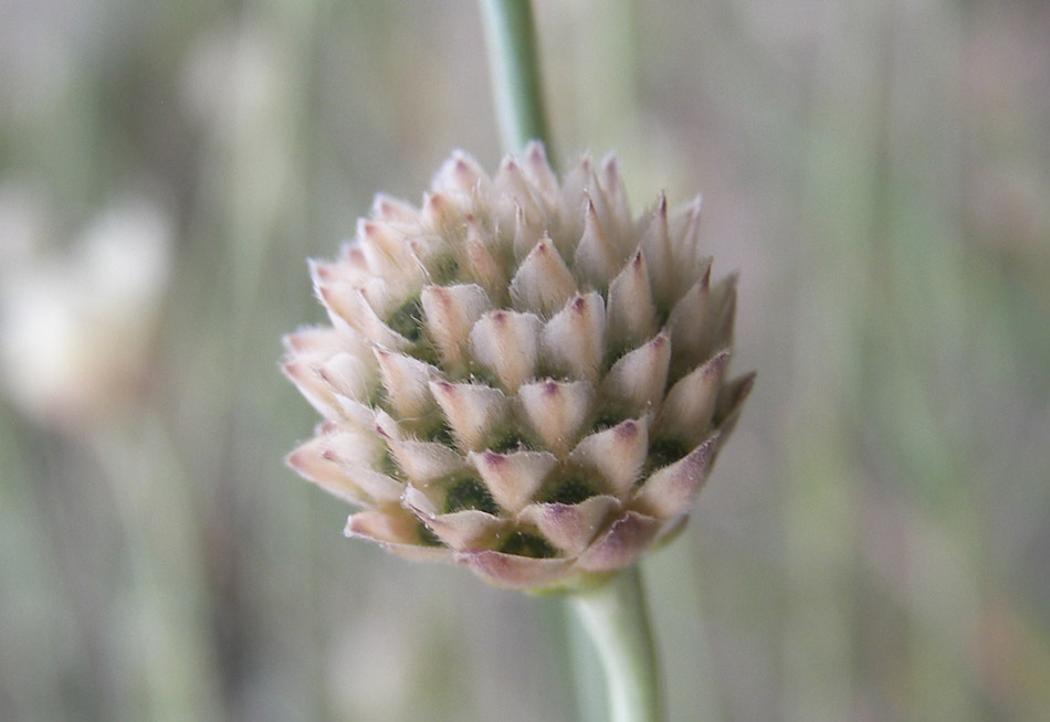 Image of Cephalaria coriacea specimen.