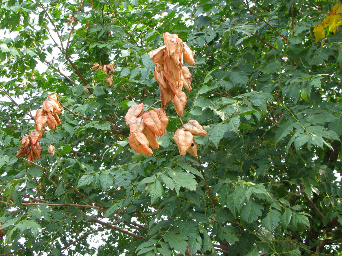 Image of Koelreuteria paniculata specimen.