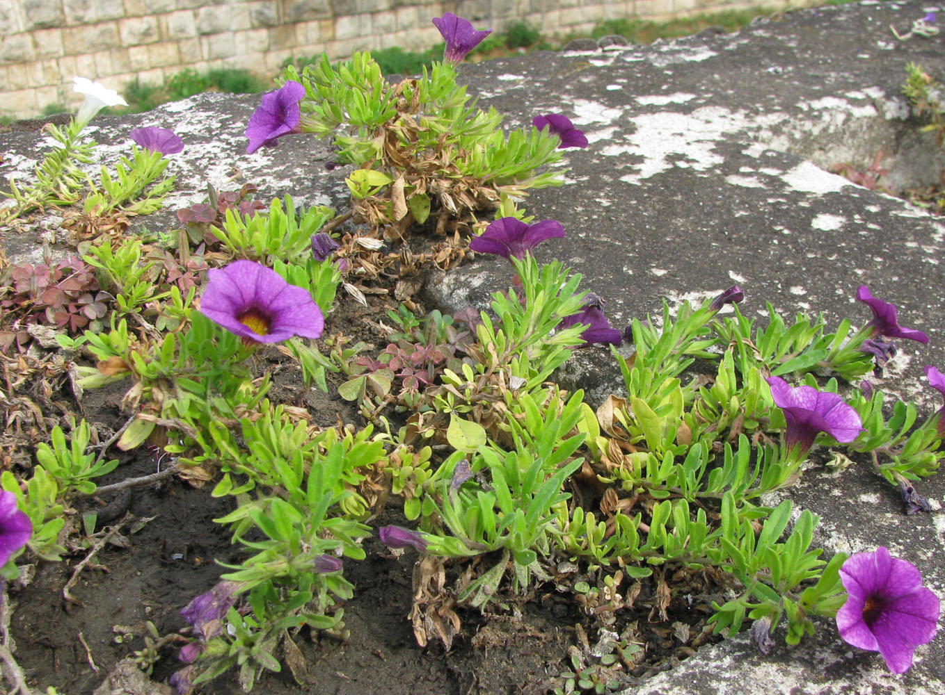 Image of Petunia &times; hybrida specimen.