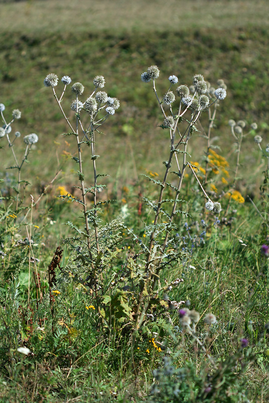 Image of Echinops sphaerocephalus specimen.