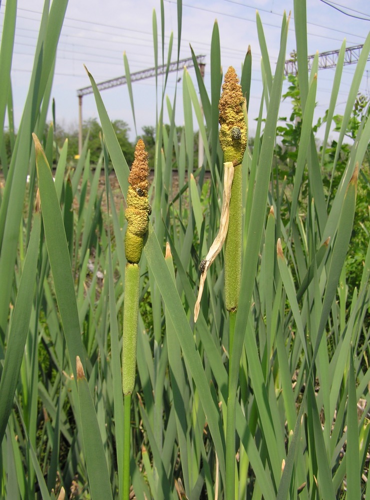 Изображение особи Typha latifolia.