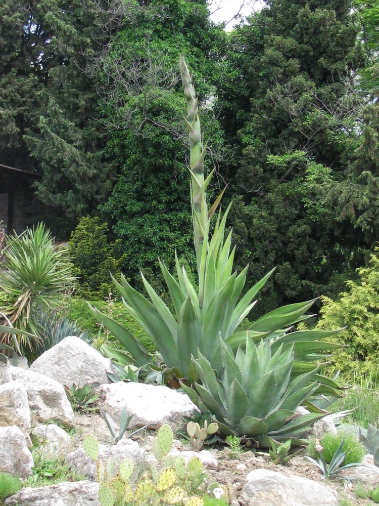 Image of genus Agave specimen.