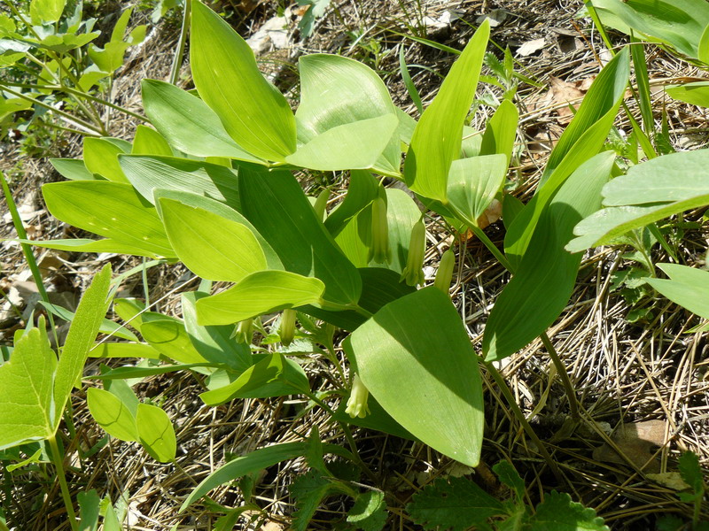 Image of Polygonatum odoratum specimen.