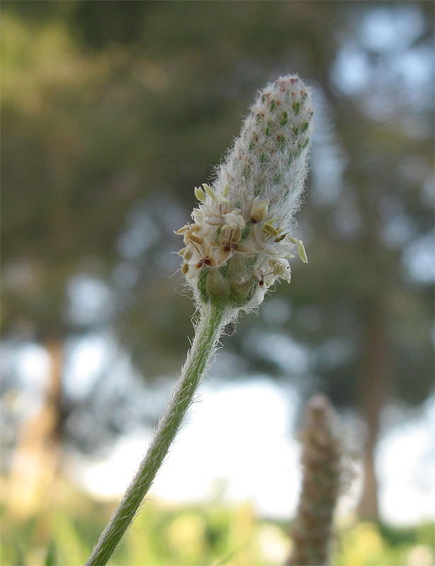 Image of Plantago notata specimen.