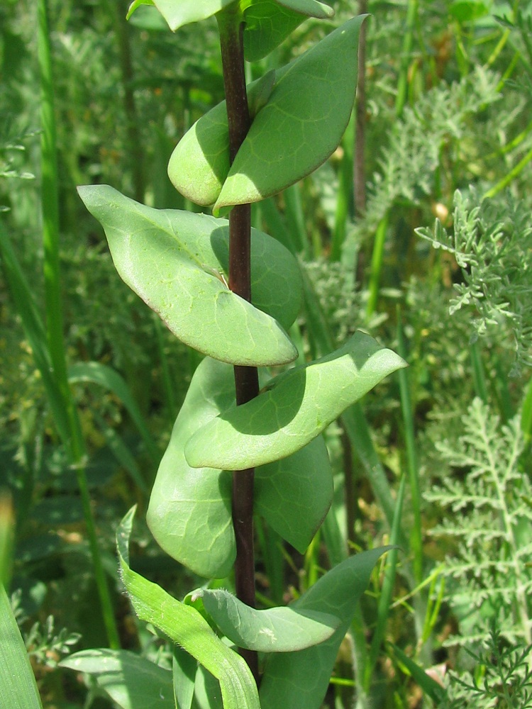 Image of Lepidium perfoliatum specimen.