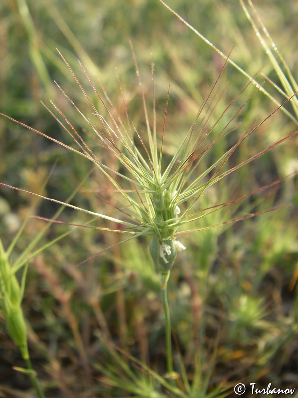 Image of Aegilops geniculata specimen.