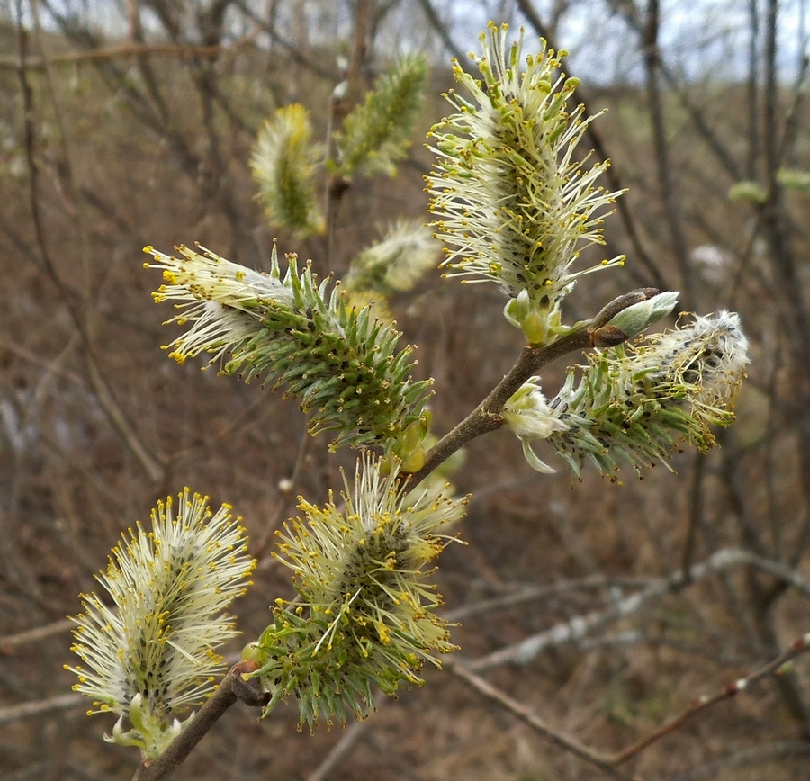 Image of Salix cinerea specimen.