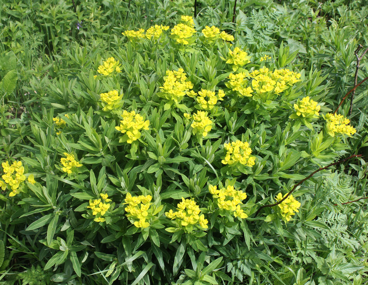 Image of Euphorbia procera specimen.