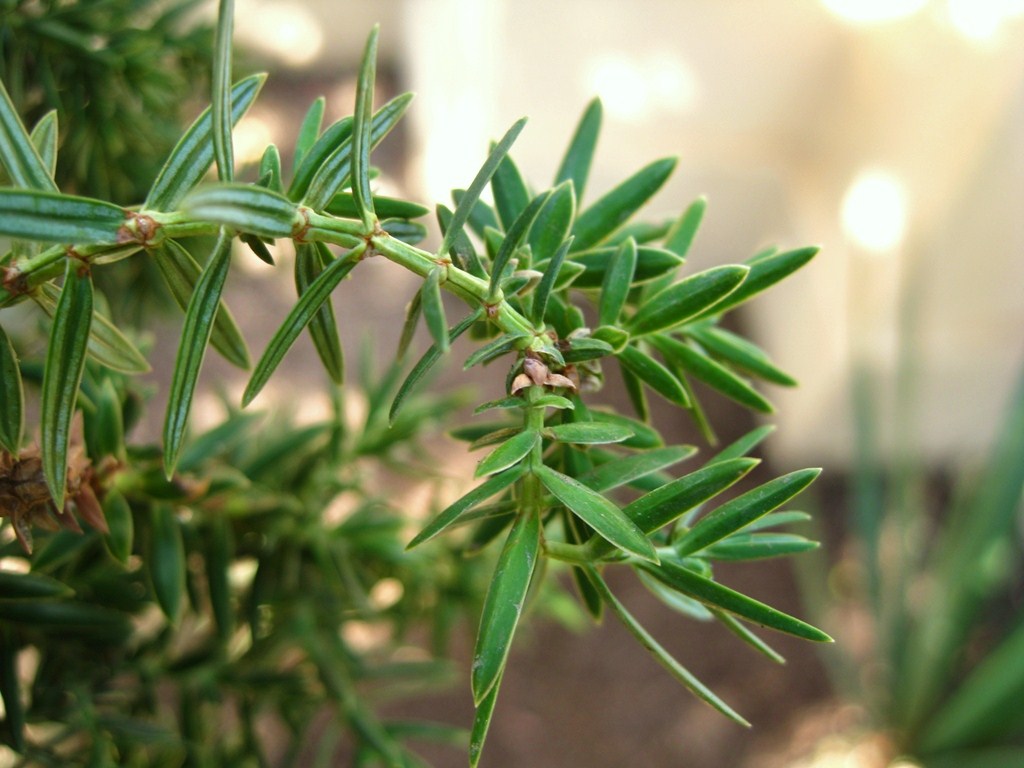 Image of Juniperus drupacea specimen.