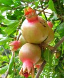 Смотреть изображение Punica granatum