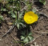 Ranunculus sartorianus