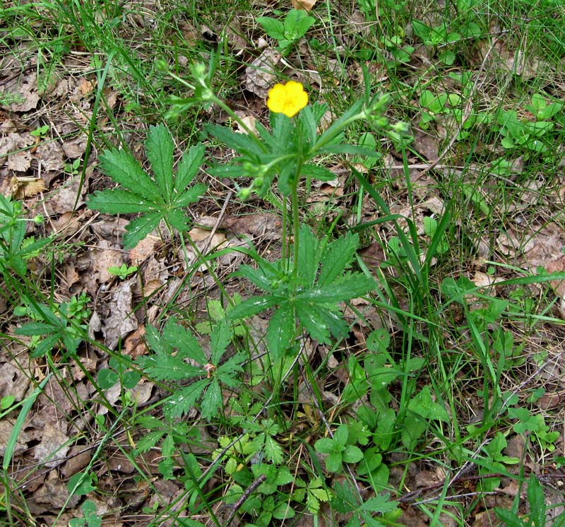 Image of Potentilla goldbachii specimen.