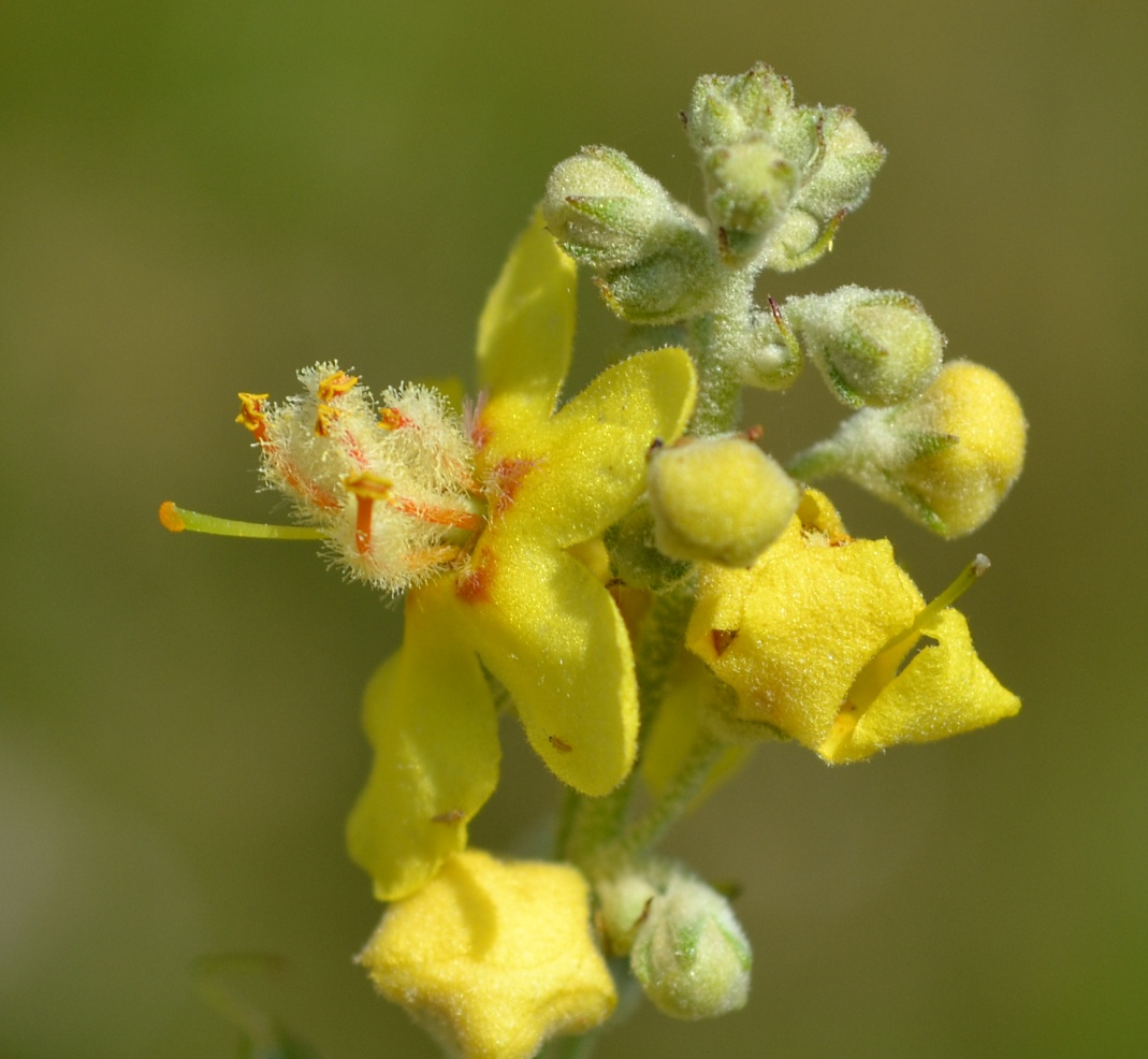 Image of Verbascum lychnitis specimen.