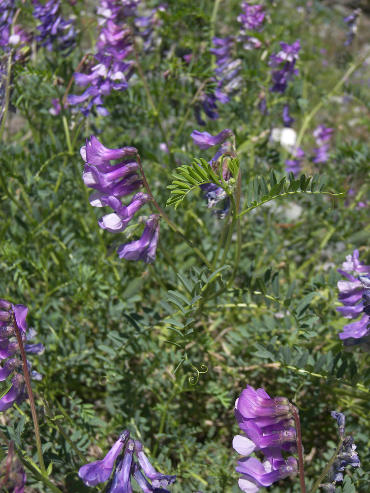 Image of Vicia sosnowskyi specimen.