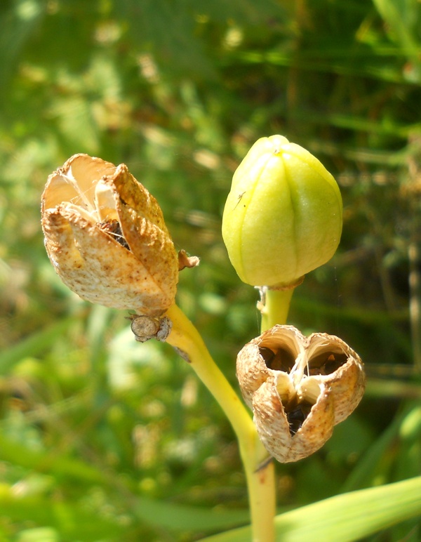 Image of Hemerocallis minor specimen.