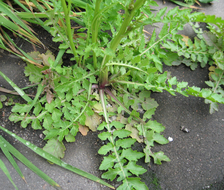 Image of Rorippa palustris specimen.