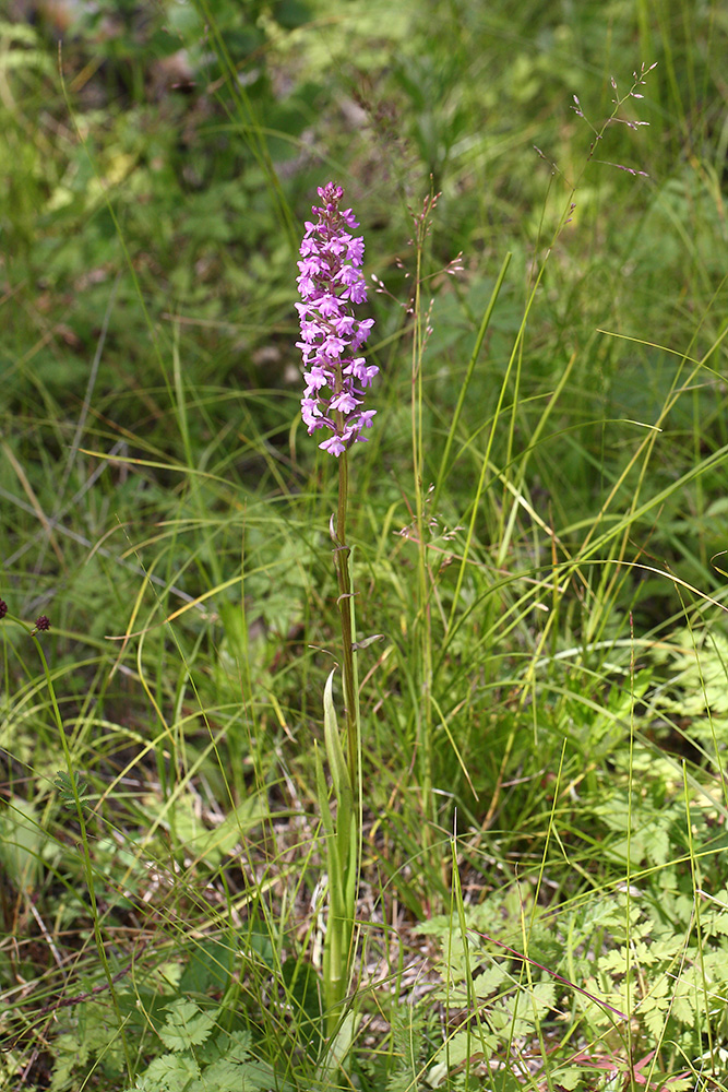 Изображение особи Gymnadenia conopsea.