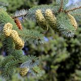 Picea sitchensis. Веточки с молодыми шишками. Германия, г. Krefeld, Ботанический сад. 06.08.2013.