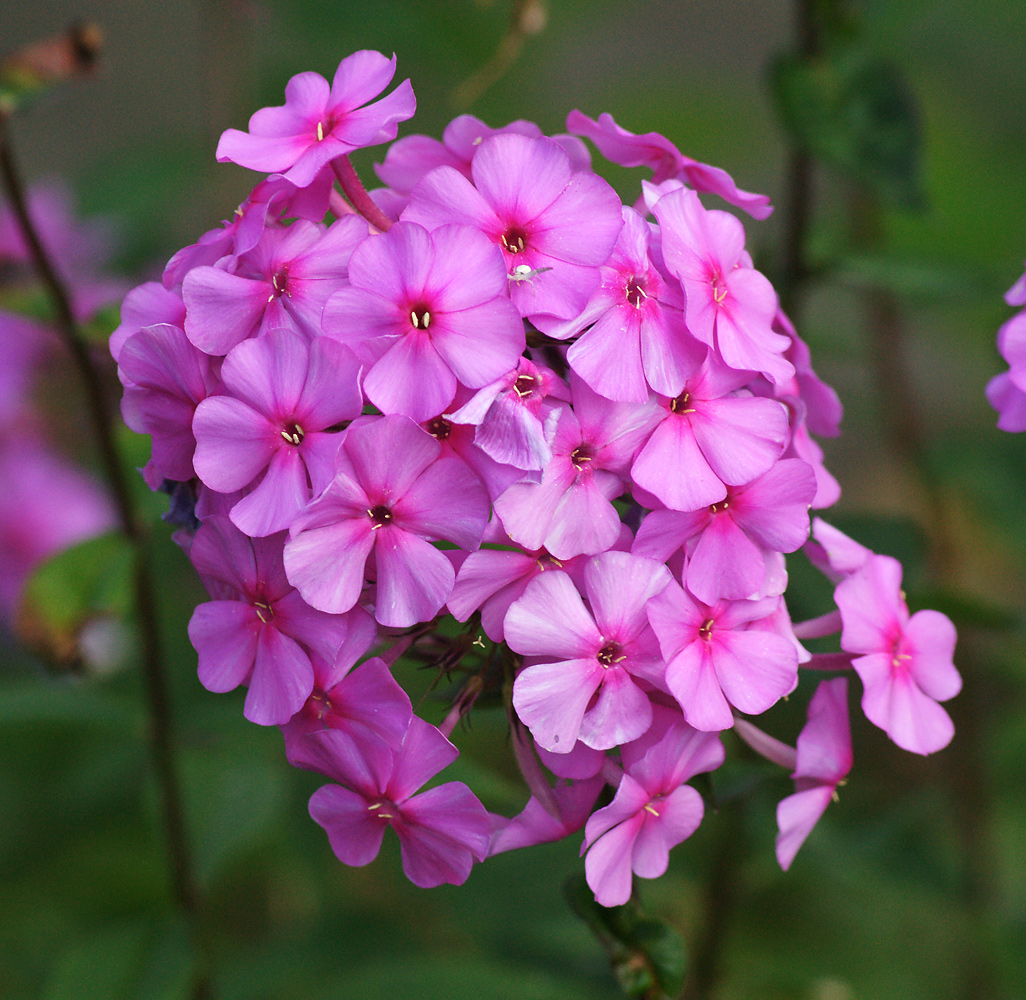 Image of Phlox paniculata specimen.