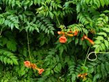 Campsis radicans. Цветущее растение. Крым, Ялта, Приморский парк. 05.07.2009.