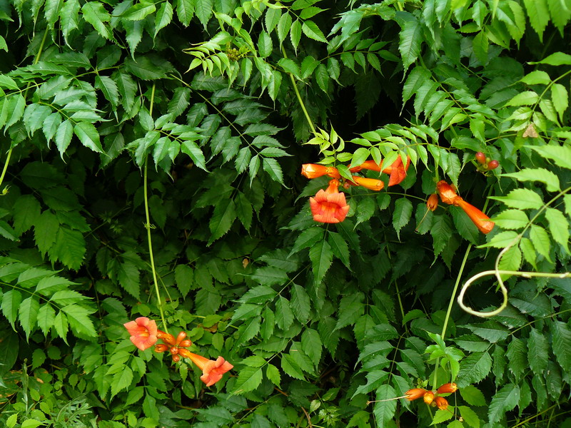 Image of Campsis radicans specimen.