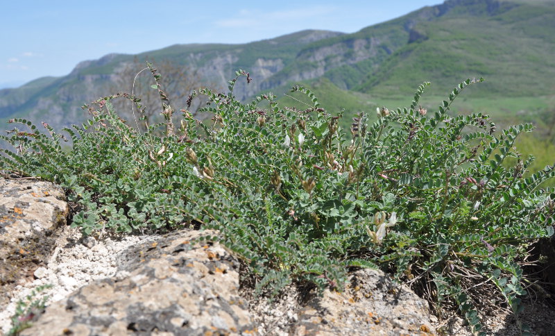 Изображение особи Astragalus polygala.