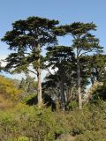 Cupressus macrocarpa. Взрослые деревья в парке. США, Калифорния, Сан-Франциско. 28.02.2014.