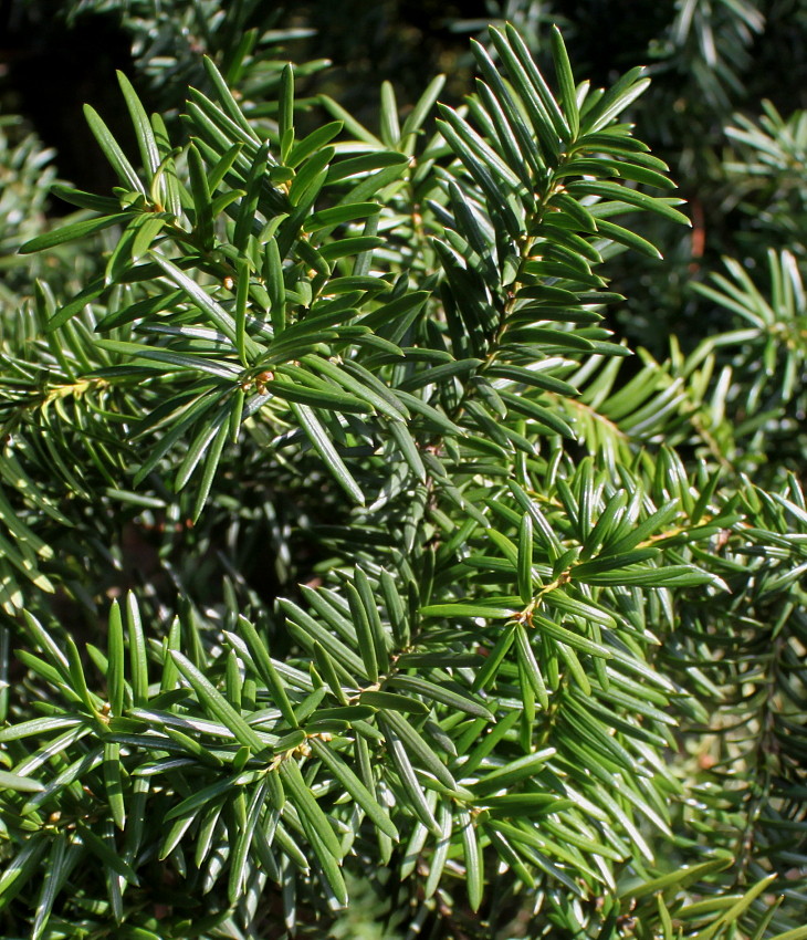 Image of Taxus &times; media specimen.