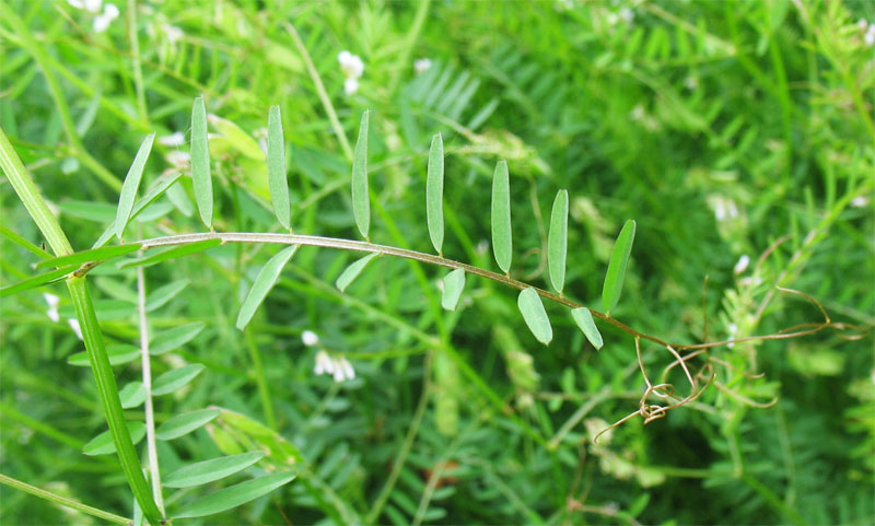 Image of Vicia hirsuta specimen.