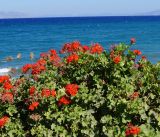 Pelargonium hortorum