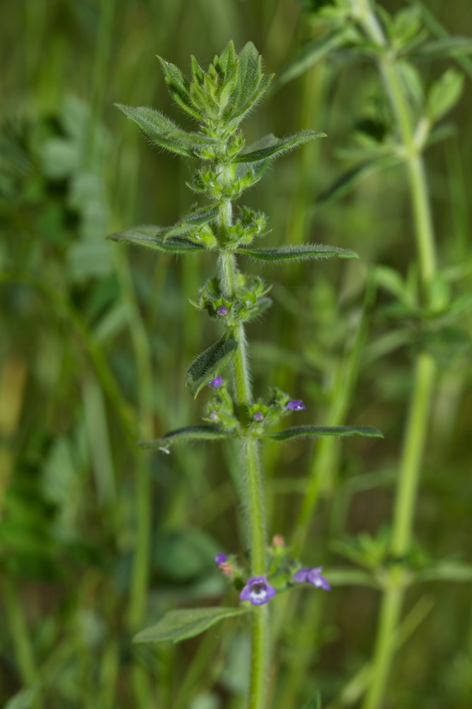 Изображение особи Ziziphora acinos.