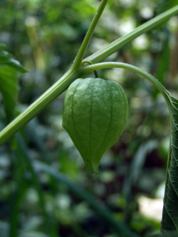 Image of Physalis angulata specimen.