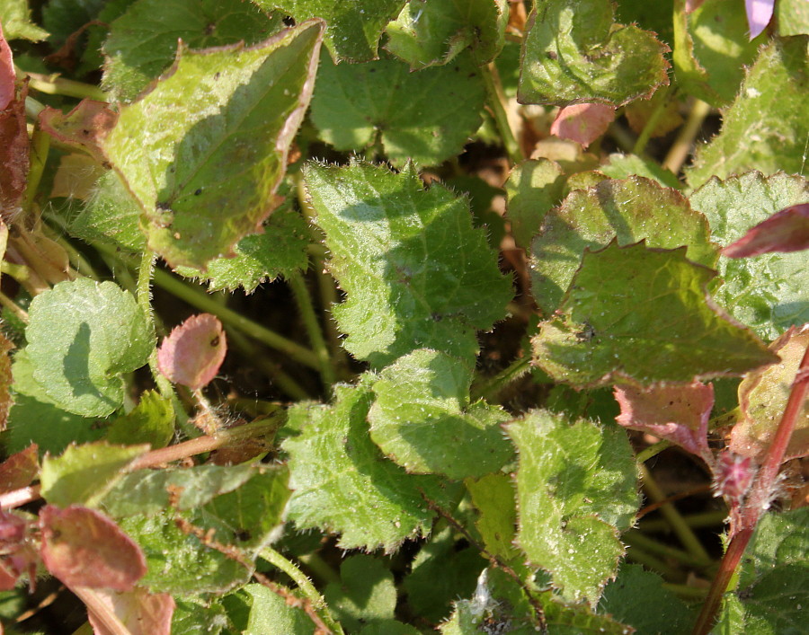 Image of Campanula garganica specimen.