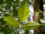 Staphylea trifolia