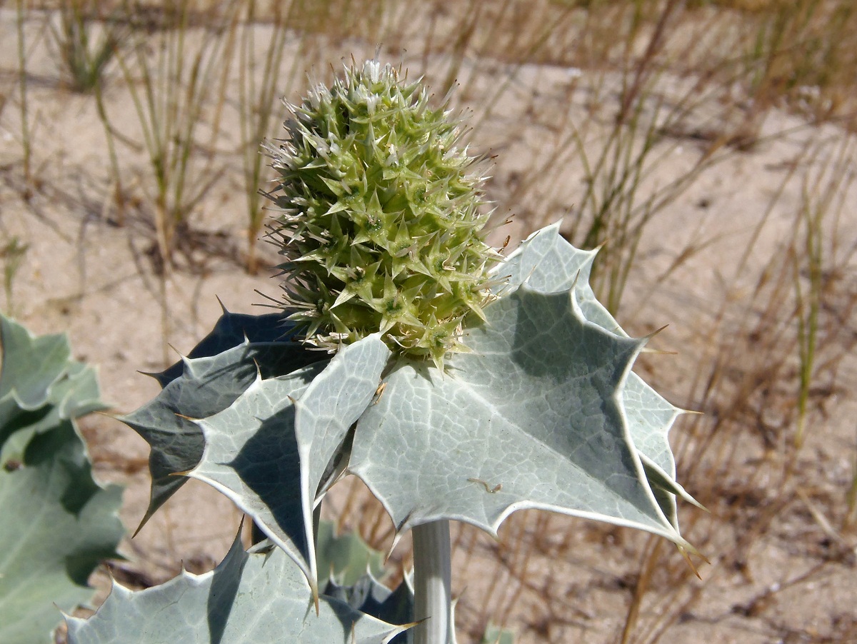 Изображение особи Eryngium maritimum.