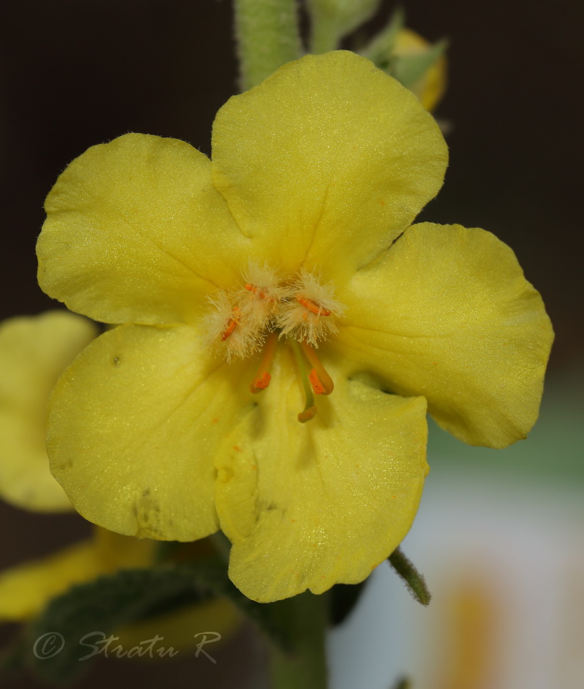 Изображение особи Verbascum phlomoides.