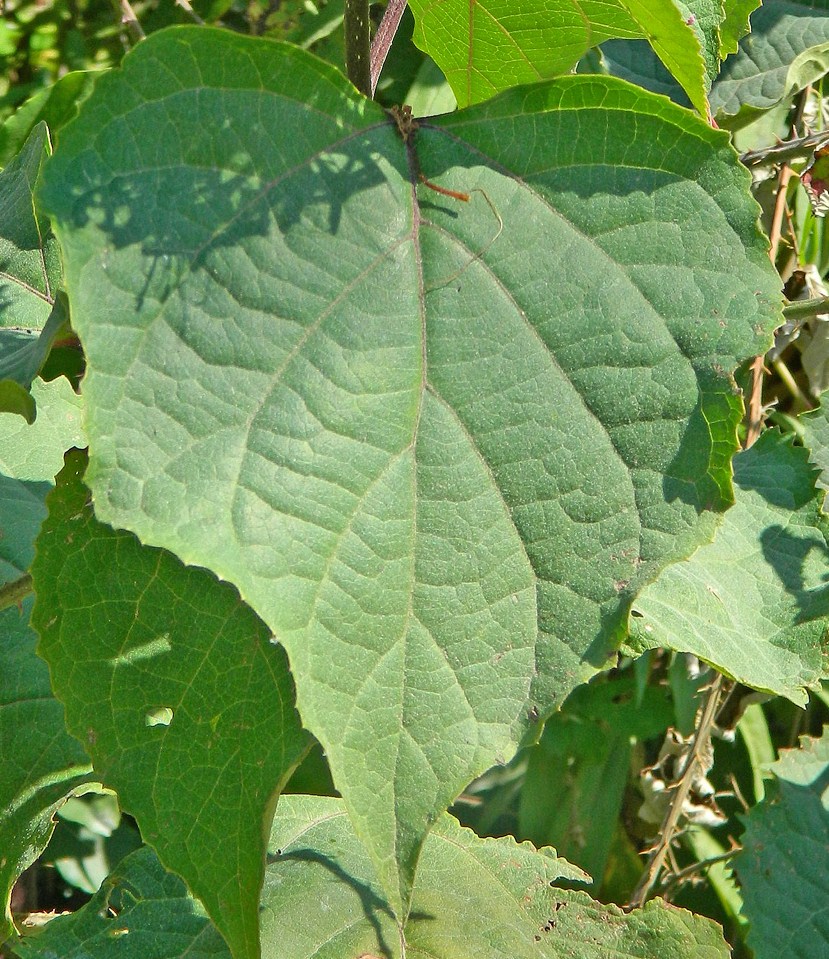 Image of Clerodendrum bungei specimen.