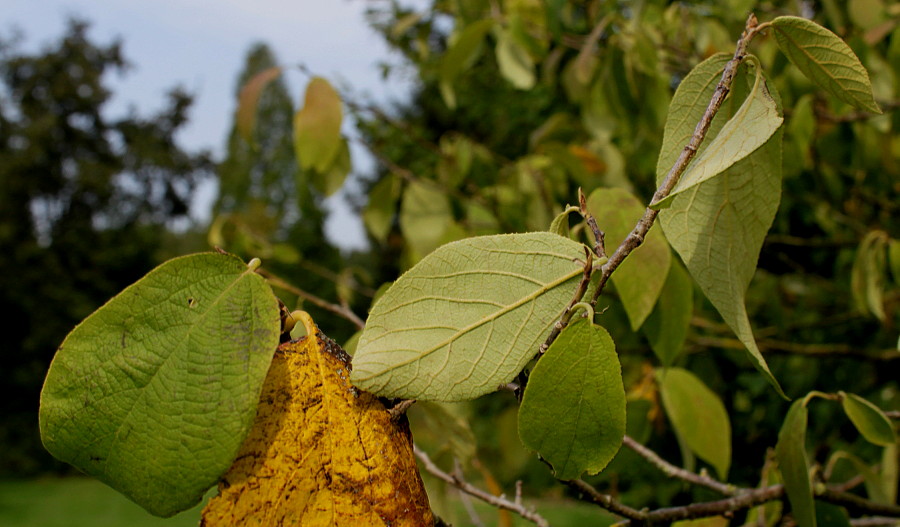 Изображение особи Sinowilsonia henryi.