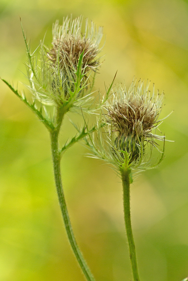 Image of Cirsium obvallatum specimen.