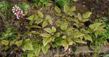 Actaea pachypoda. Плодоносящее растение. Германия, г. Крефельд, Ботанический сад. 06.09.2014.