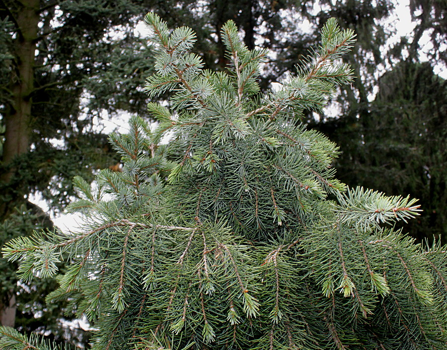 Image of Picea breweriana specimen.