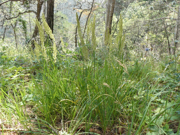 Image of Calamagrostis epigeios specimen.