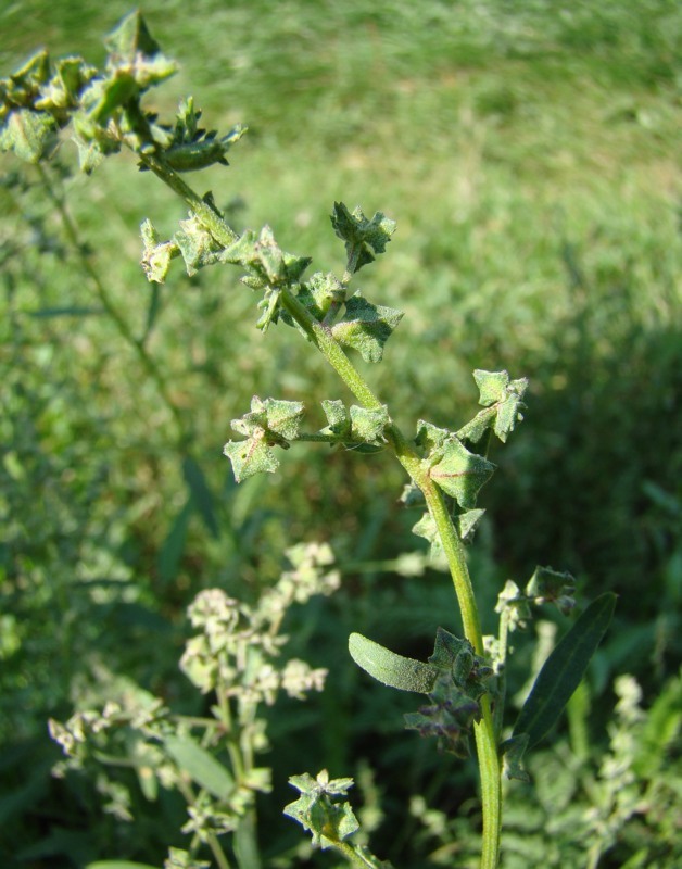 Image of Atriplex patula specimen.