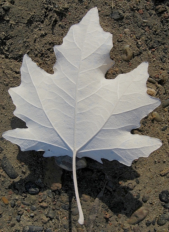 Image of Populus alba specimen.