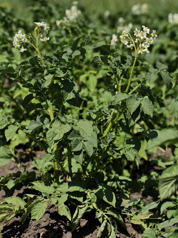 Изображение особи Solanum tuberosum.