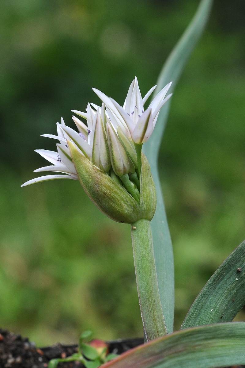 Image of Allium crenulatum specimen.