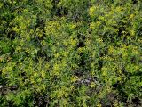 Bupleurum scorzonerifolium. Цветущие растения в соседстве с вегетирующими Potentilla sp. Иркутская обл., Иркутский р-н, окр. дер. Позднякова, залежь на вершине холма. 20.07.2015.