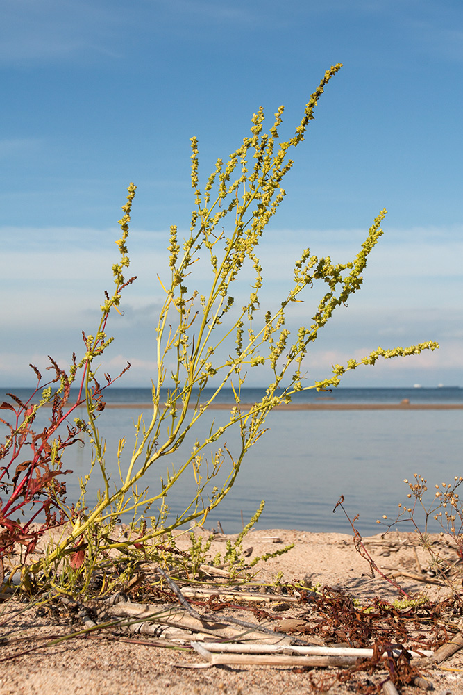 Image of Atriplex littoralis specimen.